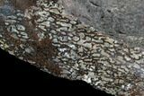 Polished Dinosaur Bone (Gembone) Section - Colorado #96432-2